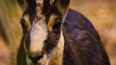 Sonbaharda ormandaki güderi kafaları aramak için.