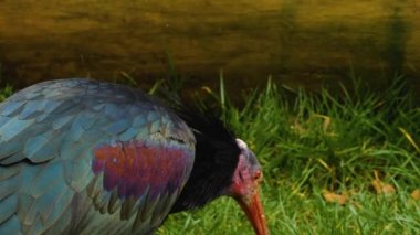 Kuzey Kel Ibis 'i kapatın. Çimenli zemin kazmak