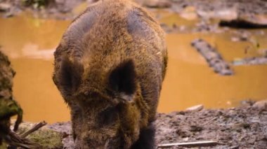 Sonbaharda çamura batmış yaban domuzu gibi.