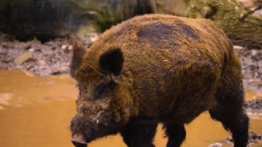 Sonbaharda çamura batmış yaban domuzu gibi.