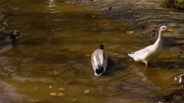 靠近池塘里四处游动的鸭子 — 图库视频影像