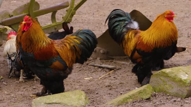 Close Rooster Standing — Stockvideo