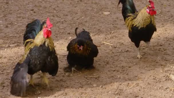 Close Rooster Standing — Stock Video
