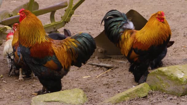 Close Rooster Standing — 图库视频影像