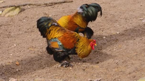 Vicino Rooster Piedi — Video Stock