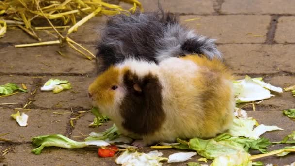 Großaufnahme Von Meerschweinchen Die Auf Dem Boden Sitzen — Stockvideo