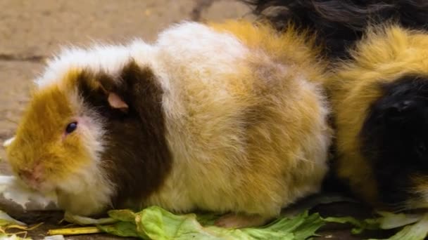 Close Guinea Pig Sitting Ground — Stockvideo