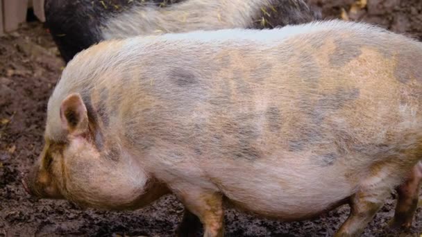 Close Pot Bellied Pig Farejando Procurando Redor Outono — Vídeo de Stock