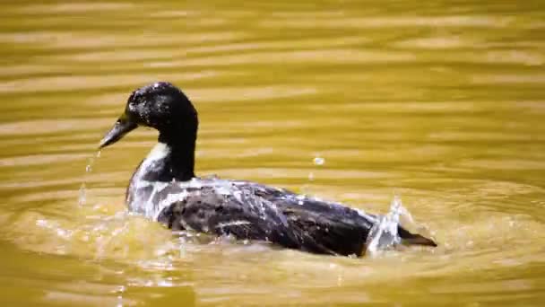 Großaufnahme Von Enten Einem Teich Der Herumschwimmt — Stockvideo