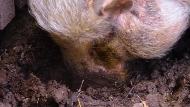 Close Pot Bellied Pig Sniffing Searching Autumn — 图库视频影像