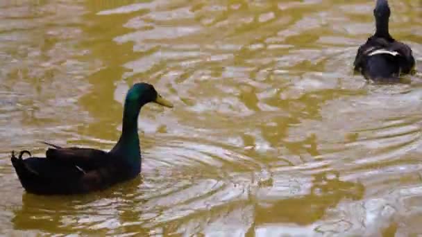 Primer Plano Patos Estanque Nadando Alrededor — Vídeos de Stock