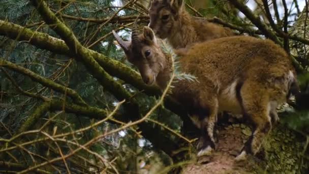Yavru Dağ Keçisine Yaklaş Bir Ağaca Çık Etrafına Bak — Stok video