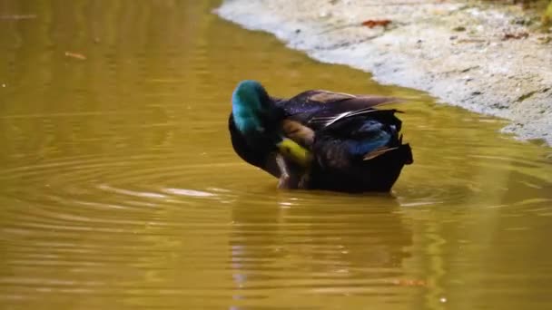 Close Ducks Pond Swimming — Stock Video
