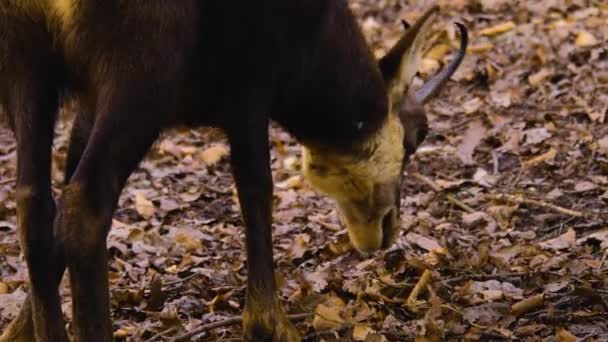 Primer Plano Cabeza Gamuza Buscando Bosque Otoño — Vídeos de Stock