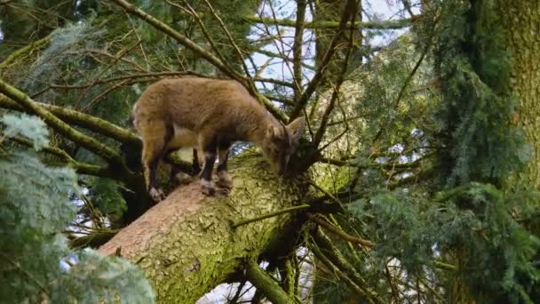 Yavru Dağ Keçisine Yaklaş Bir Ağaca Çık Etrafına Bak — Stok video