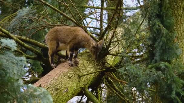 Close Bebê Ibex Uma Árvore Olhando Redor — Vídeo de Stock