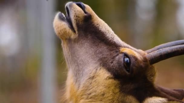 Gros Plan Tête Chamois Recherche Dans Forêt Automne — Video