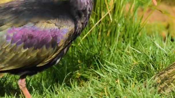 Avvicinamento Dell Ibis Calvo Settentrionale Scavare Terreno Erboso — Video Stock