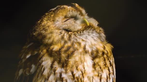 Close Owl — Stock Video