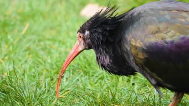 Blízký Záběr Severní Plešatý Ibis Kopání Travnaté Půdě — Stock video