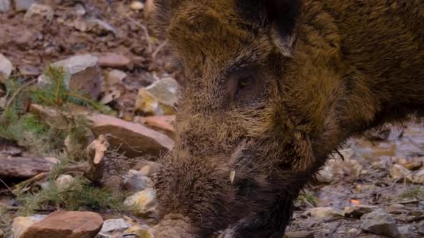 Primer Plano Jabalí Barro Otoño — Vídeo de stock