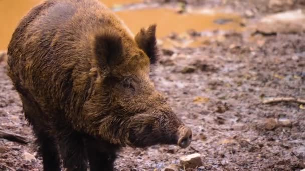 秋に泥の中でイノシシの豚のクローズアップ — ストック動画