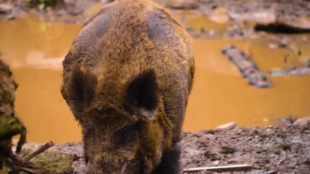 Close Wild Boar Pig Mud Autumn — Stock Video