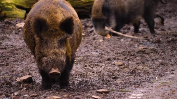 秋天野猪在泥巴中的近身生活 — 图库视频影像