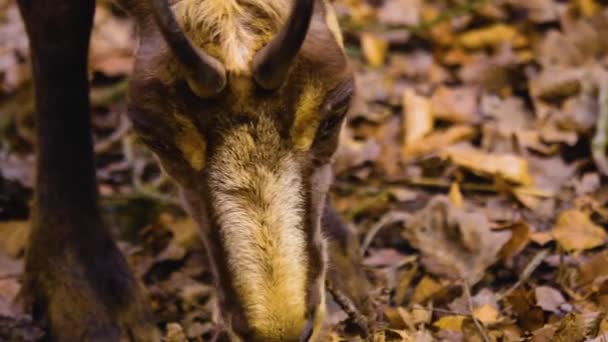 Primer Plano Cabeza Gamuza Buscando Bosque Otoño — Vídeos de Stock