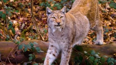 Baharın güneşli bir gününde ormanda vaşak kedisine yakın.