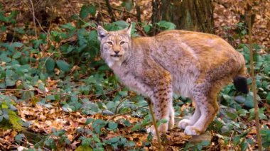 Baharın güneşli bir gününde ormanda vaşak kedisine yakın.