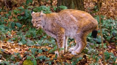 Baharın güneşli bir gününde ormanda vaşak kedisine yakın.