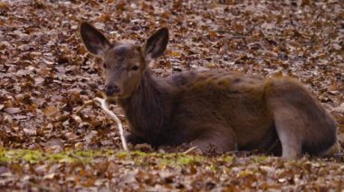 Sonbaharın güneşli bir gününde ormandaki baraj geyiğine yakın.