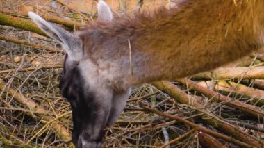 Güneşli bir günde ormanda guanaco kafası yakın.
