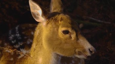 Güneşli bir bahar gününde ormanda genç Axis geyiğine yaklaş.