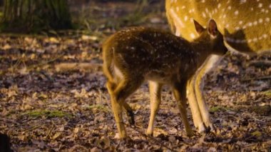 Güneşli bir bahar gününde ormanda genç Axis geyiğine yaklaş.