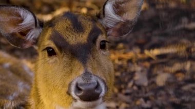 Güneşli bir bahar gününde ormanda genç Axis geyiğine yaklaş.