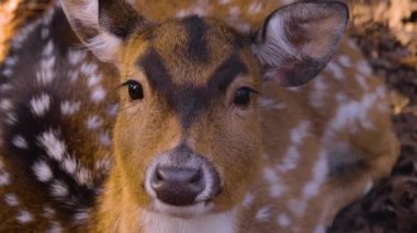 Güneşli bir bahar gününde ormanda genç Axis geyiğine yaklaş.