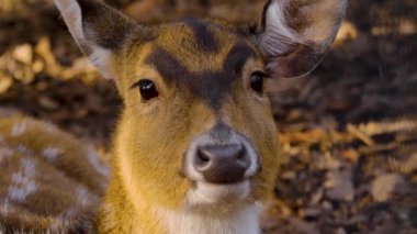 Güneşli bir bahar gününde ormanda genç Axis geyiğine yaklaş.