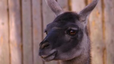 Güneşli bir günde ormanda guanaco kafası yakın.