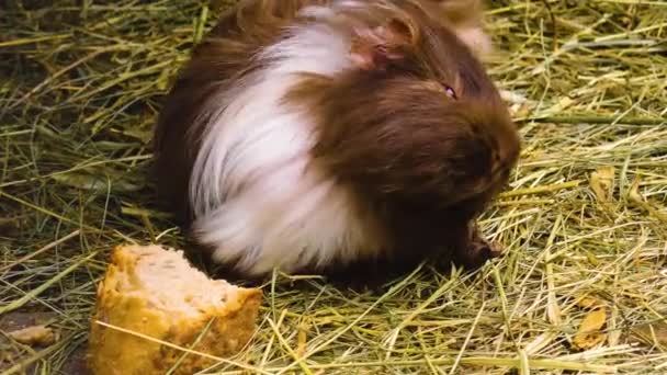 Großaufnahme Von Meerschweinchen Die Auf Dem Boden Sitzen — Stockvideo