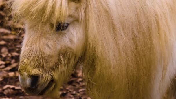 Close Van Een Shetland Pony Staan Rond — Stockvideo