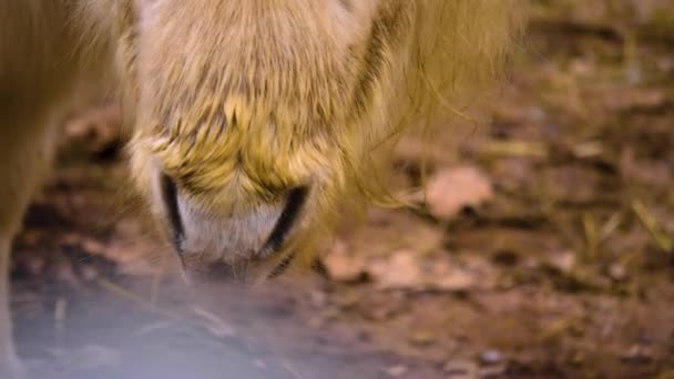 Close Van Een Shetland Pony Staan Rond — Stockvideo