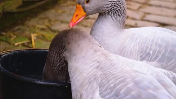 Close Geese Pond — Stockvideo