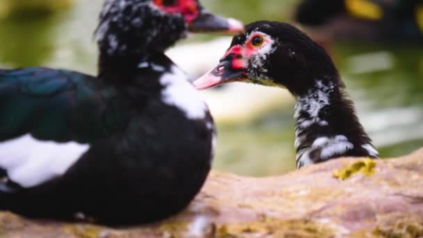 Close Two Muscovy Ducks Sitting Rock Rack Focus Sunny Day — Video Stock