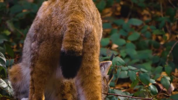 Närbild Lodjur Katt Skogen Solig Dag Våren — Stockvideo