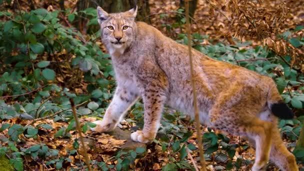 Close Lynx Cat Forest Sunny Day Spring — Video Stock
