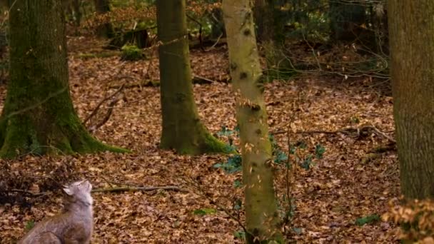 Baharın Güneşli Bir Gününde Ormanda Vaşak Kedisine Yakın — Stok video