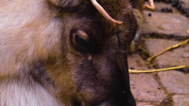 Sluiten Van Rendieren Relexing Het Bos Herfst Een Zonnige Dag — Stockvideo