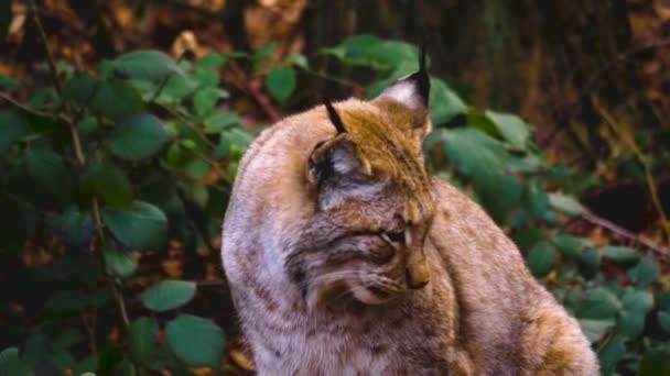春の晴れた日に森の中でリンクス猫のクローズアップ — ストック動画